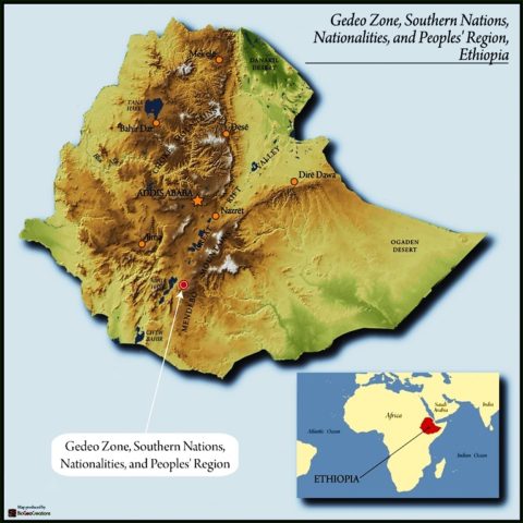 Ethiopia Yirgacheffe | Medium Roast